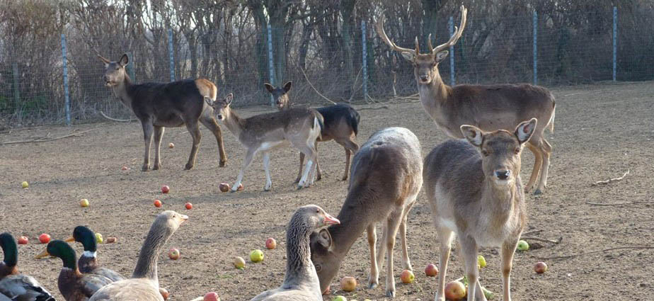 A SPAR termékadományokkal támogatja a hazai állatvédelmet